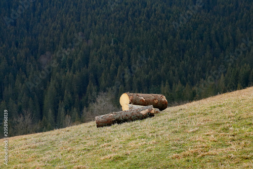 Abandoned logs on a mountainside against the backdrop of a vast forest.