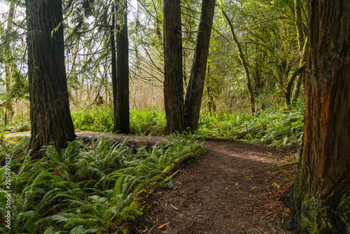 hiking trail Prairie Creek Redwoods State Park