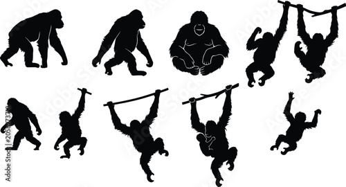 Canvastavla Silhouette illustration of gorillas and chimpanzees showing various walking, sit