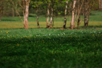 Spring nature grass flowers
