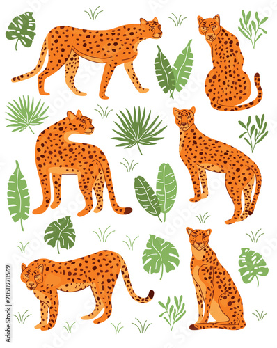 Set of cheetahs in different poses on an exotic white background with casts vector illustration