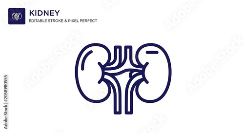 Minimalist outline icon of a human kidney on a white background with medicine clinical healthcare illustration internal physiology nephrology diagnostic