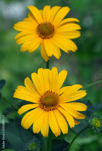 yellow daisies in the garden close-up