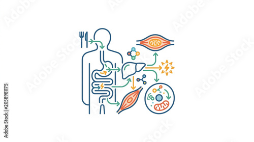 Obraz na plátně Human Digestive System and Metabolism Illustration.
