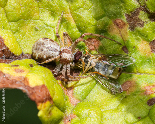 Obraz na płótnie Macro image. Spider devouring a fly.Nature in the raw.