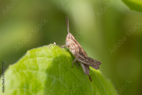 Cuadro en lienzo grasshopper on a leaf