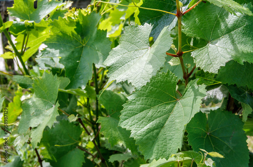 Green Grape Vine Leaves Background