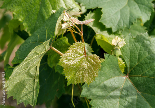 Young Grapevine Leaves with Fresh Spring Growth