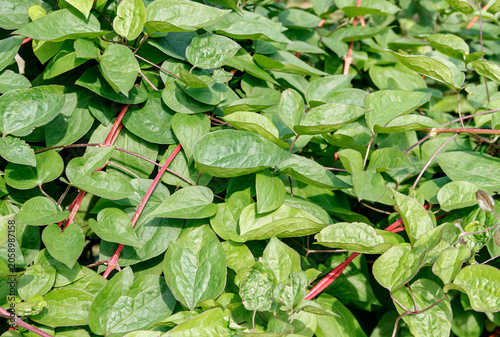 Green Leafy Vine with Red Stems, Natural Botanical Background