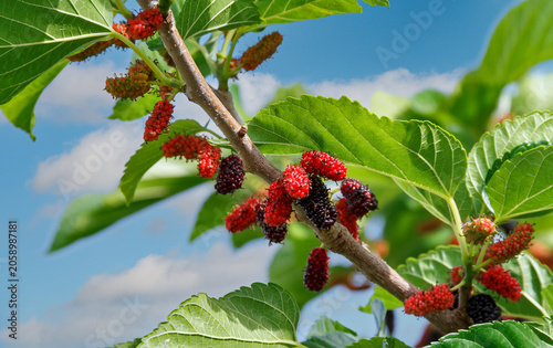 Ripe and Unripe Mulberries on Tree Branch
