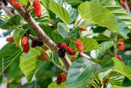 Ripe and Unripe Mulberries on Tree Branch