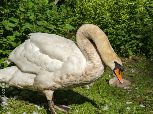Obraz na plátne A beautiful mute swan with its cygnet resting on the grass