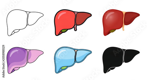 Set of anatomical human liver icons in different graphic styles and colors with clinical physiology internal illustration healthcare education research colorful