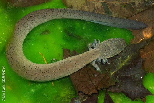 Fotografie Adult Lesser Siren, Siren intermedia, a rarely seen species  seen here in cloudy water