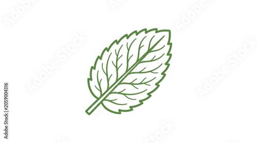 Obraz na plátne Single green mint leaf illustration on white background.