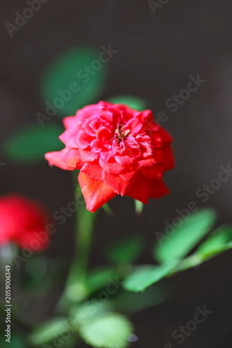 Red rose in a garden