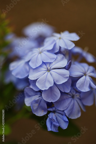 Plumbago auriculata, Cape leadwort flower