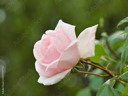 pink rose in garden