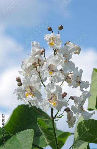 close-up of a catalpa flower