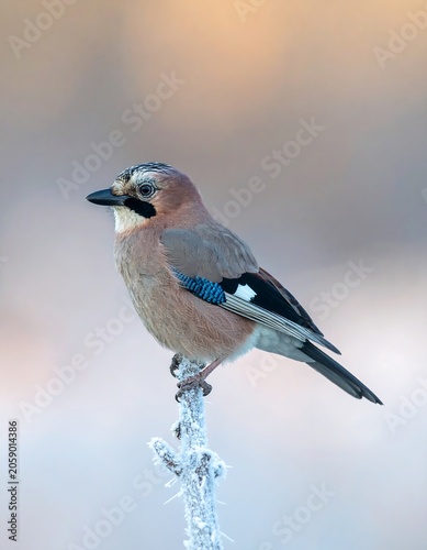 A small bird perches on a frosty branch against a blurred background
