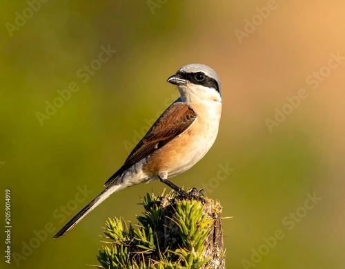 A small bird perches on a mossy post, facing right, with white, brown, and black feathers