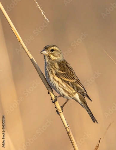 A small bird perches on a reed, surrounded by blurred brown vegetation