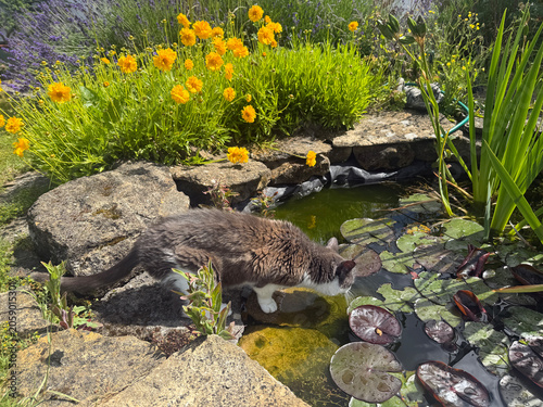 Cat drinking from a garden pond in summer