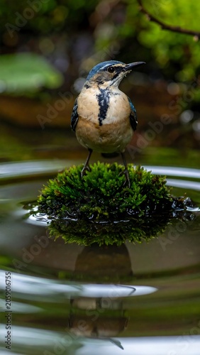 A small bird with blue and tan plumage stands on a mossy patch in rippling water