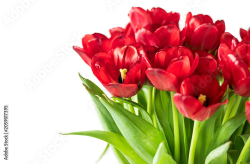 Big bunch of red tulips close up. Spring tulips bunch isolated on white background. Bright Tulips flower blooming. Easter, Mother's Day, birthday concept. Spring red tulip flowers bouquet close up. 