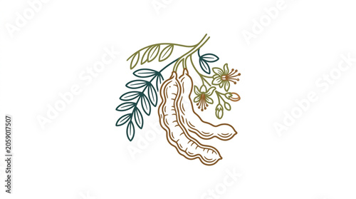 Quadro em tela Tamarind fruit and leaves illustration on white background.