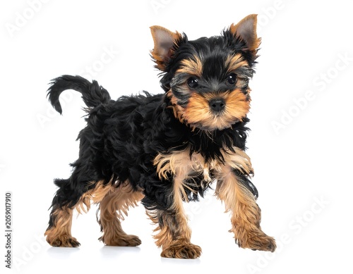 A small black and tan puppy with erect ears and a curly coat stands on a white background