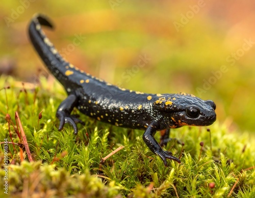 A small, black salamander with vibrant orange spots stands on moss