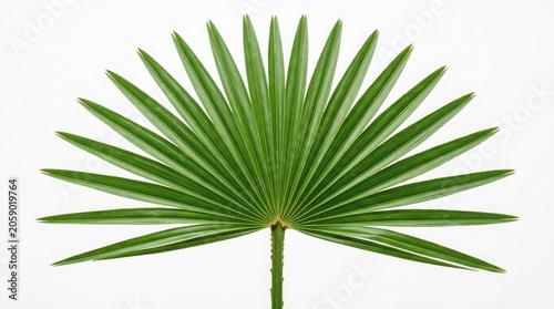 Single green fan palm leaf stem isolated on a plain white background with tropical botanical isolated background vacation minimalist structure environment decoration minimalism