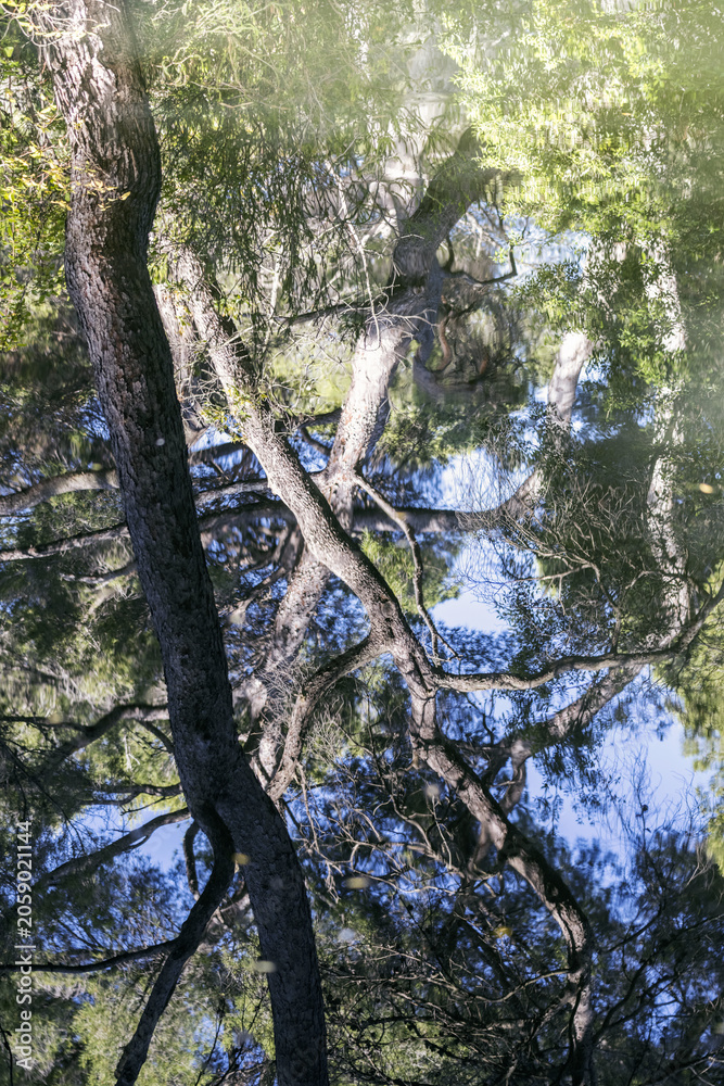 Fototapeta premium Reflet à la surface d'un étang dans une forêt provençale