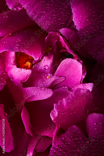 Macro photography of a beautiful peony flower covered drops of water. Flower background