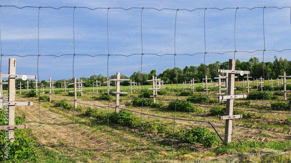 Fototapeta premium Rows of young raspberry plants supported by wooden trellises in a field