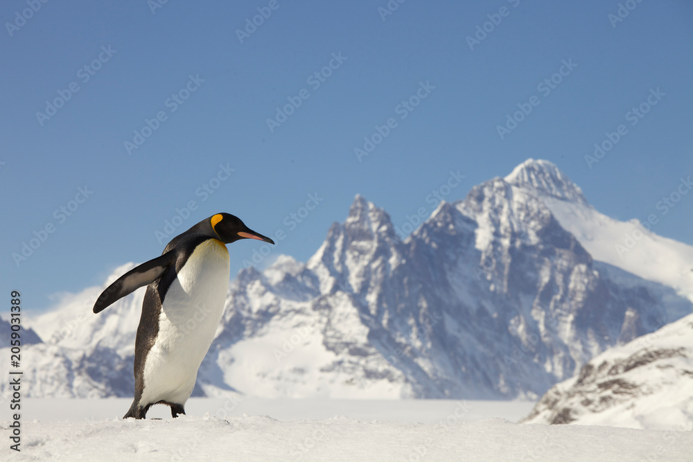 Fototapeta premium King Penguin walking in snow on South Georgia Island