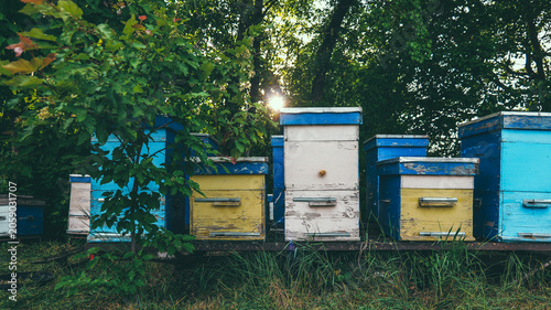 Row of colorful, weathered beehives in a lush green garden with sunbeams filtering through trees