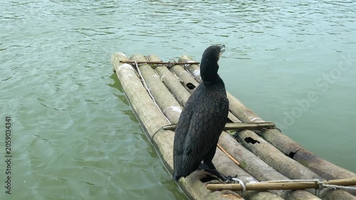 Cormorant on Bamboo Raft in Calm Water