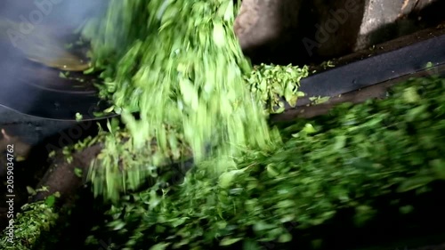 Green leaves being processed on an industrial conveyor in a factory