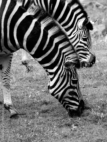 Two zebras eating side by side. Black and white.
