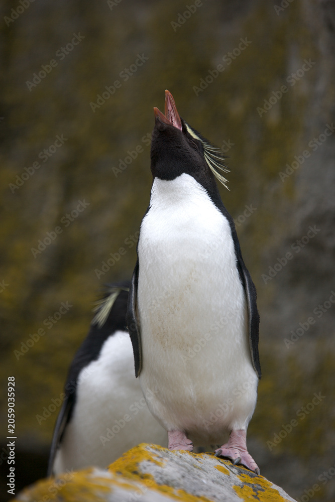 Fototapeta premium Rockhopper penguins calling on the Falkland Islands