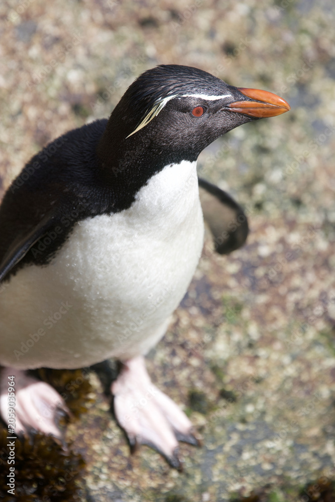 Fototapeta premium Rockhopper penguin on the Falkland Islands