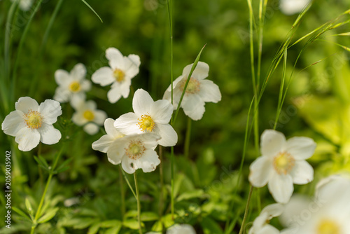 Snowdrop anemone (Anemone sylvestris) in spring garden