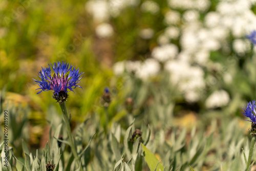 Macro of a cornflower centaurea cyanus blossom