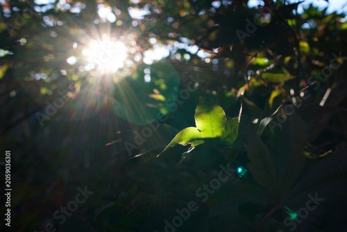 Εκτύπωση καμβά A single leaf catches the sun—nature’s lens of calm and clarity.