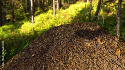 Large Anthill in a Sunlit Forest