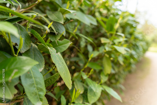 Herbal image of green bay leaves growing on bush
