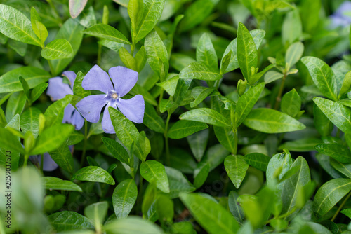 Periwinkle flower and leaves in spring garden