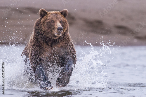 Cuadro en lienzo Coastal Brown Bear Chasing Salmon at Lake Clark National Park